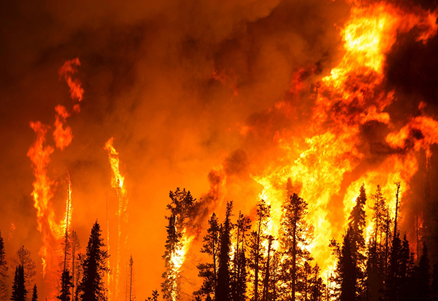 Image of Forest Fire